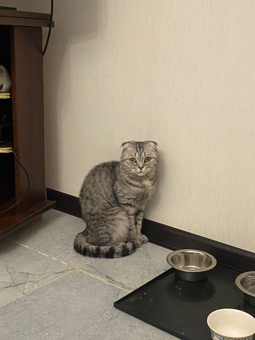 Срочно в добрые руки