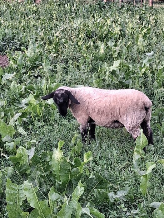 Oaie suffolk + un berbecut si o mieluta de 5 luni de vanzare