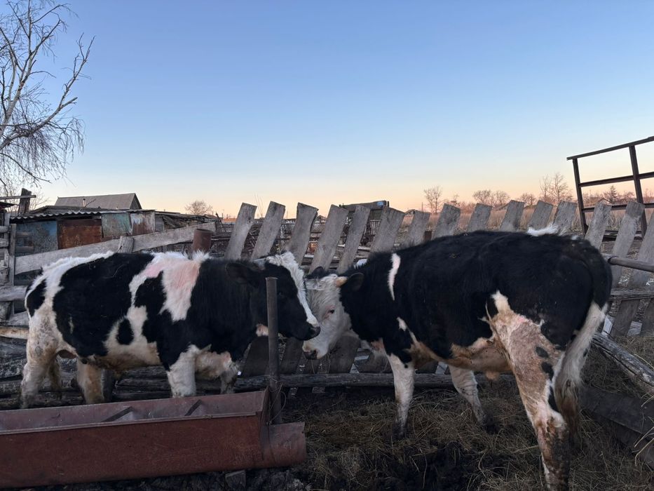 Продам 2 быков возраст полтора года