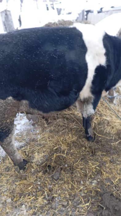 Продам быка 2 года