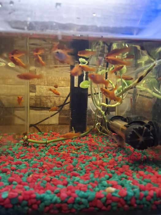 Pești Guppy & Xipho