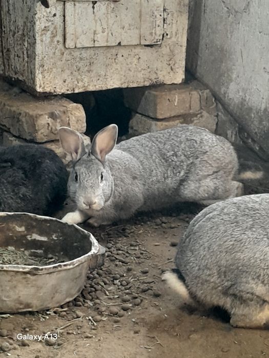 Кролик Кролик Кролик