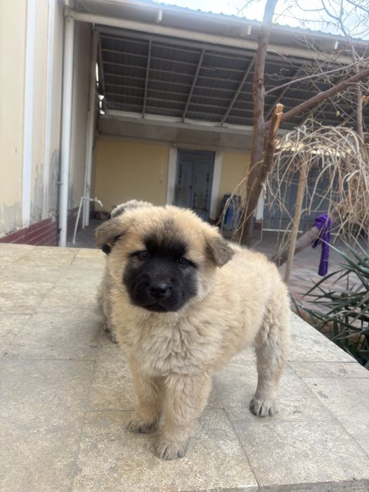 Продаются щенки здоровые