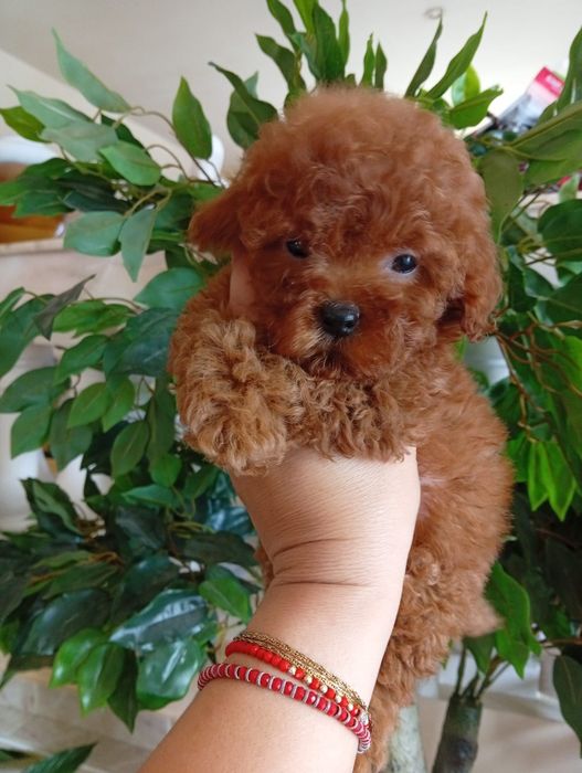 Pudel mini toy Red