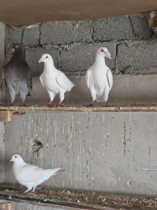 Продам голубей кептер