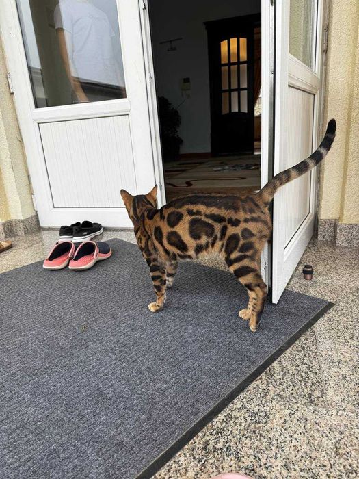 Продам бенгальского кота