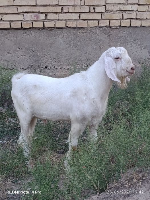 Zoti.Boer zotdor taka