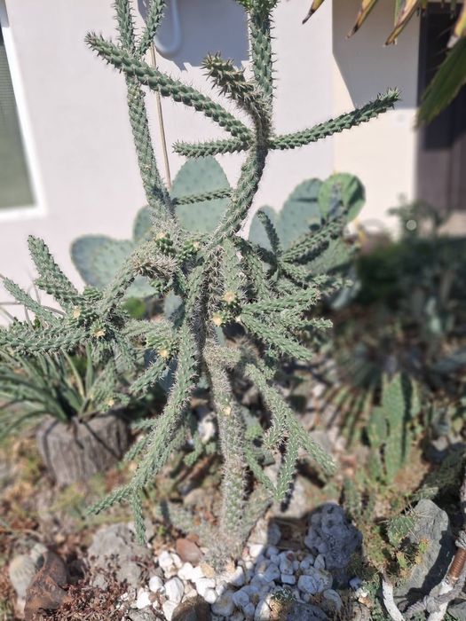 Кактуси-различни видове студеноустойчиви