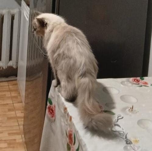 Кот, кастрирован