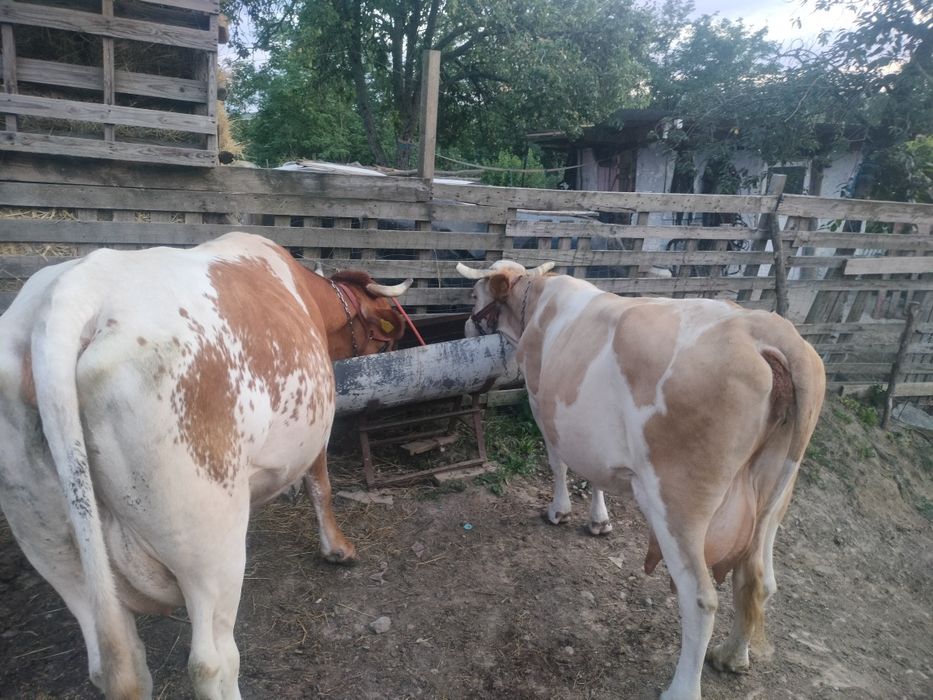 Vaca cea roșie este cu lapte,galbenă cu vițel