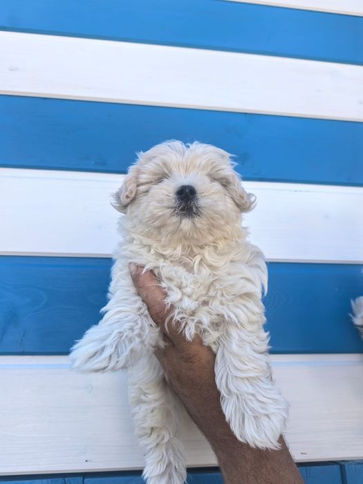 Fetiță bichon maltez mini toy deosebita