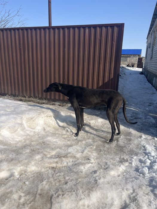 Кой га ауыстырам