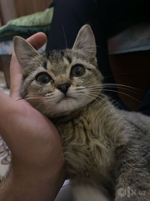 Yaxshi qaramoxchi bogan odamga bervoraman uy mushugi qarashga odam yo