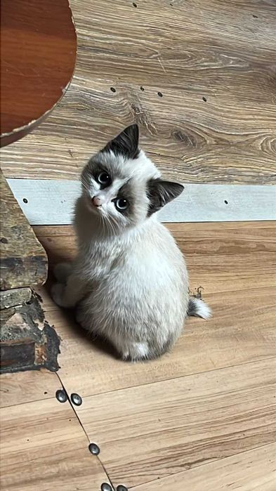 Отдам котят и кошечку в добрые руки