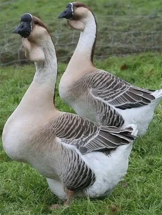 Инкубационное яйцо петропавловск