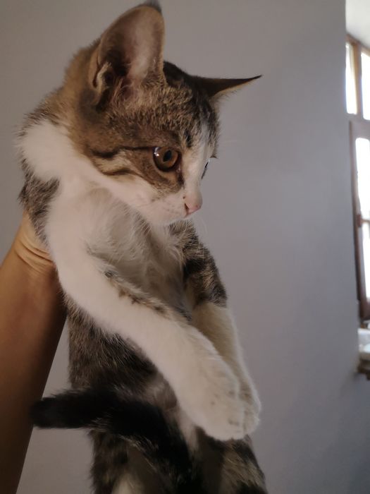 Котенок мальчик 2мес