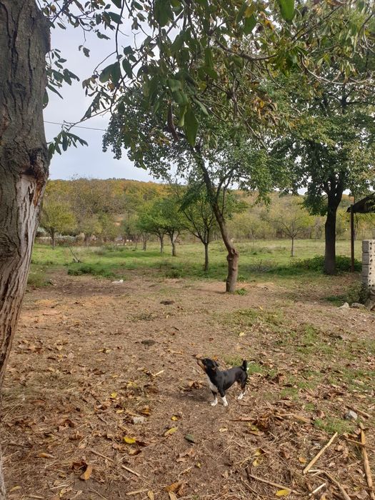 Vând casa Balotesti0724214209