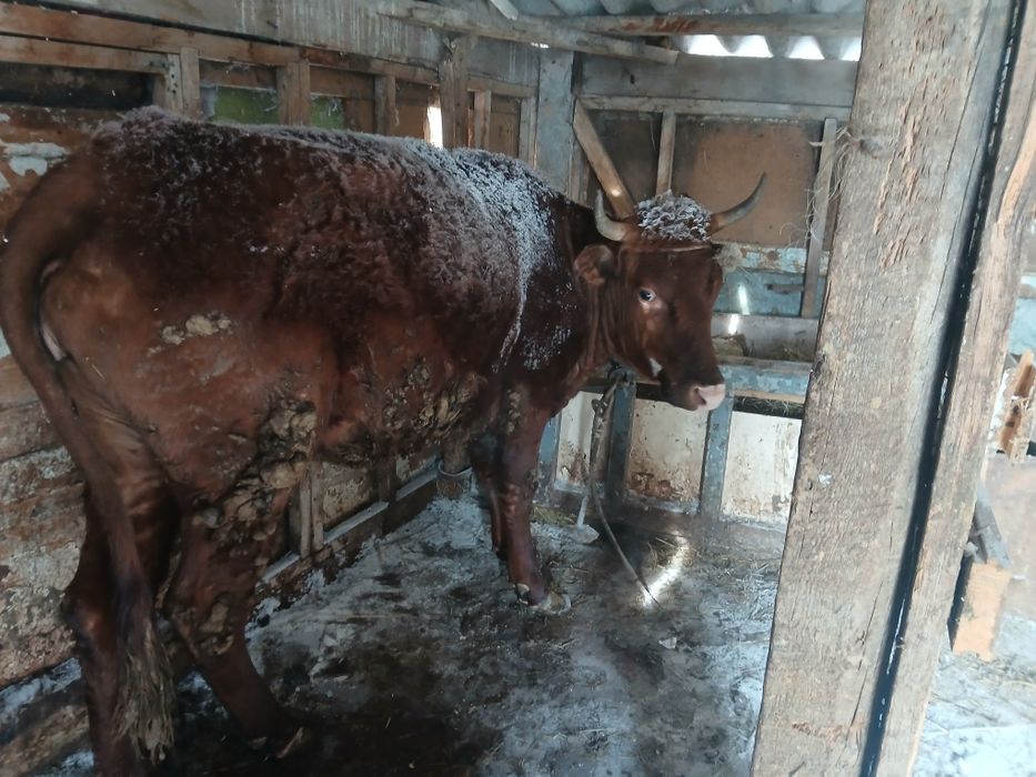 Кардамон корову молодой