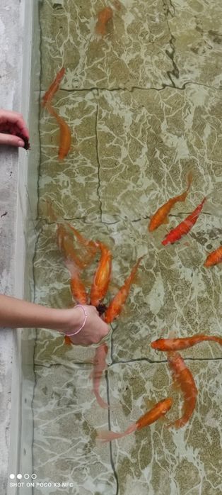 Золотоая рыба, олтин балик,