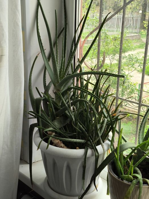 Алоэ лечебный многолетний