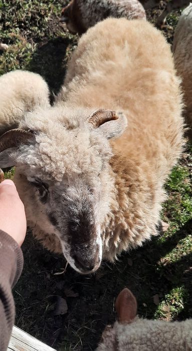 Vând oaie pentru ținut sau sacrificat