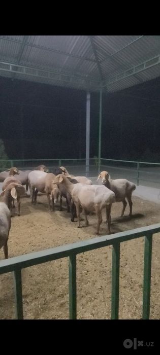Arashan quylar sotuvda