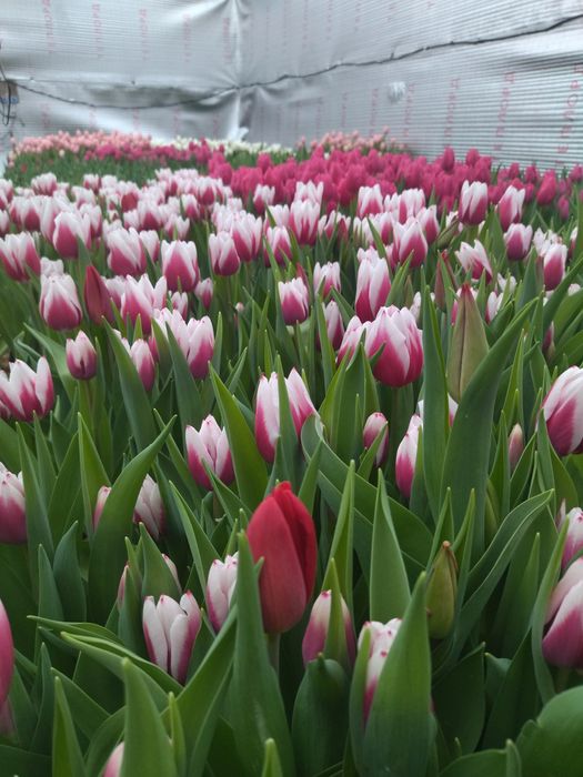 Тюльпаны с теплицы