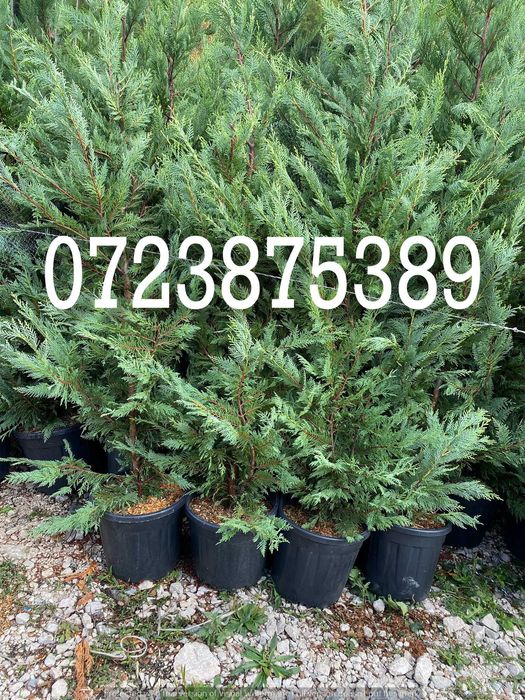 Leylandii – Aspect Elegant pentru Amenajări Exterioare