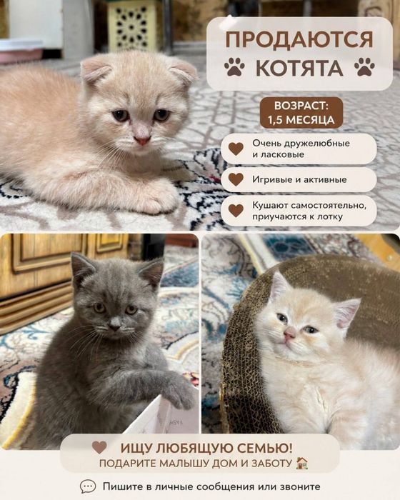 Продаются чистокровные котята Британцы.
