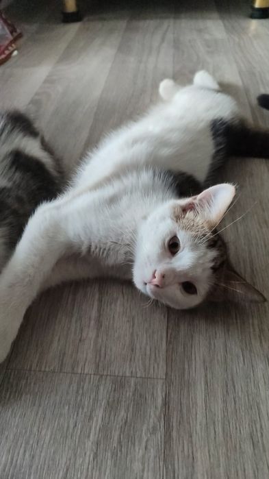 Отдам котенка в добрые руки
