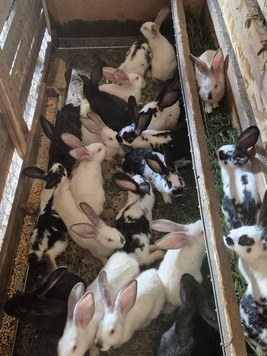 Iepurași de vanzare
