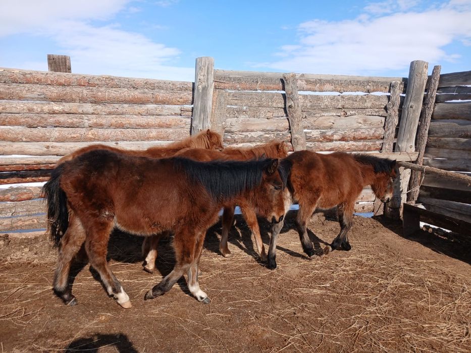 4 тай/лошади, 3ұрғашы,  1еркек