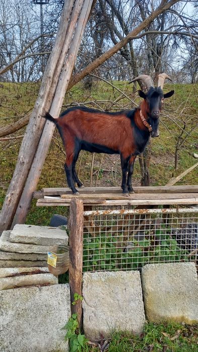 Vând țap alpin cu pedegree!