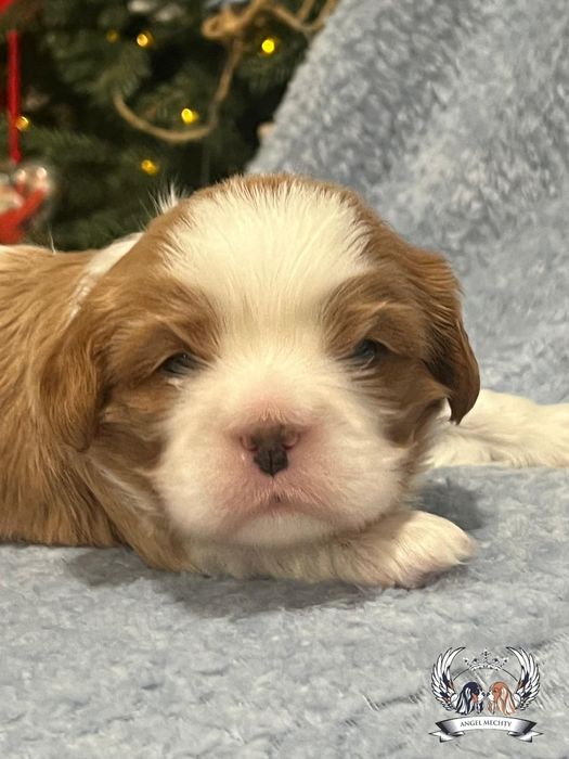 Кавалер Кинг Чарльз Спаниель ранее бронирование