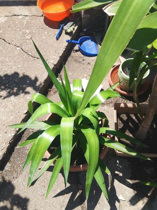 Palmieri Yucca pentru gradina și apartament