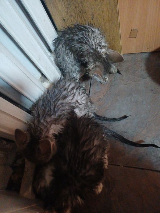 Отдам котят отдам
