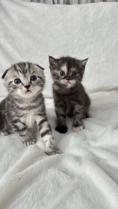 Продаются котята скотиш фолд,страйт.
