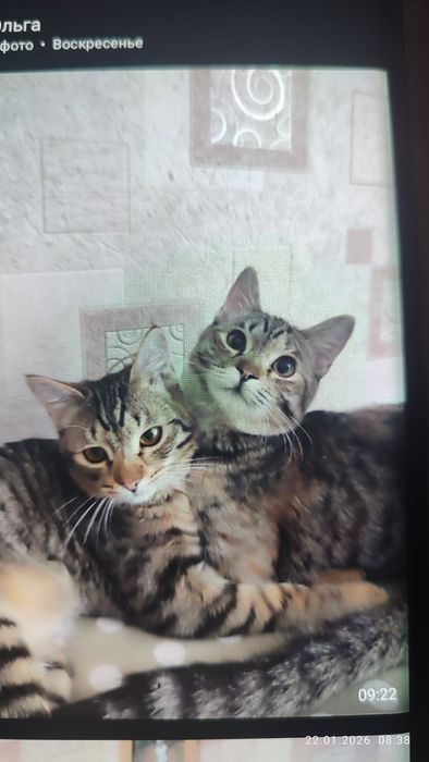 Домашние милые котята мальчик и девочки