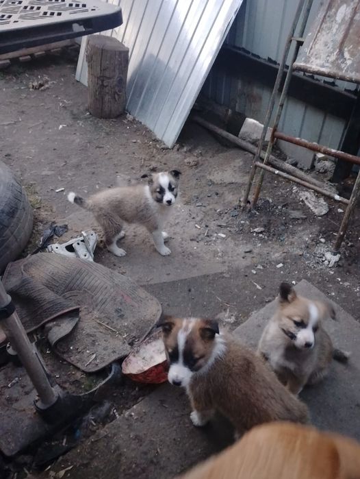 Бесплатно отдам щенят.