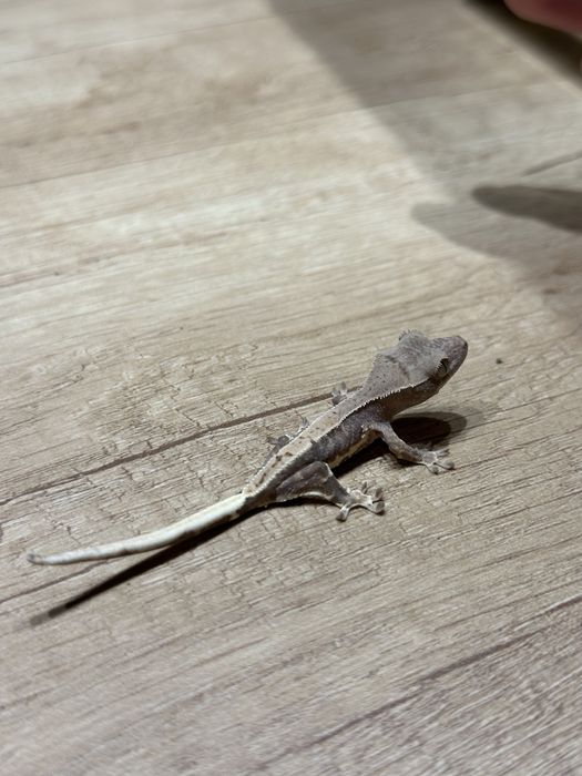 Pui de Crested Gecko