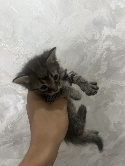 Котята отдам в хорошие руки мальчики