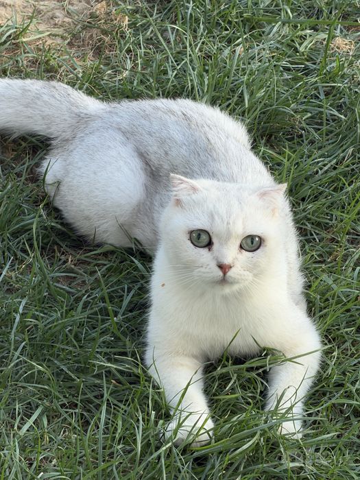 Тоза кон Серебристая шиншилла скоттиш страйт, фолд