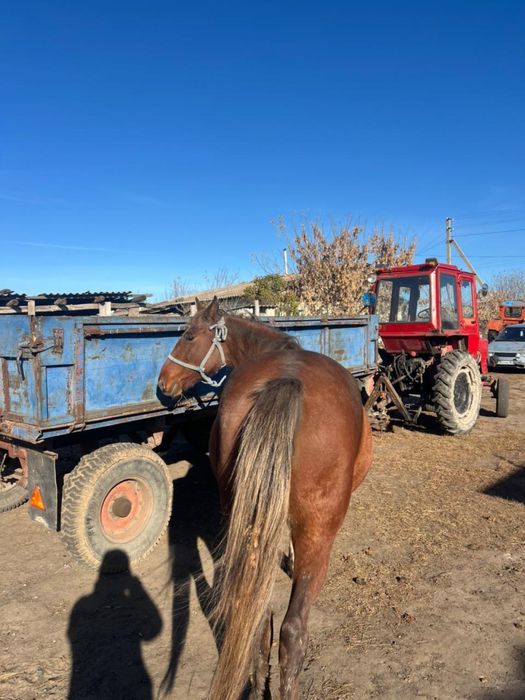 Продам Жерёбая кобыла