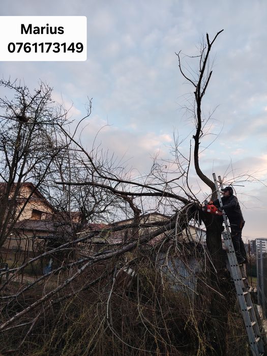 Servicii de taiat arbori,gazon,defrisari,erbicidat.Curățat terenuri