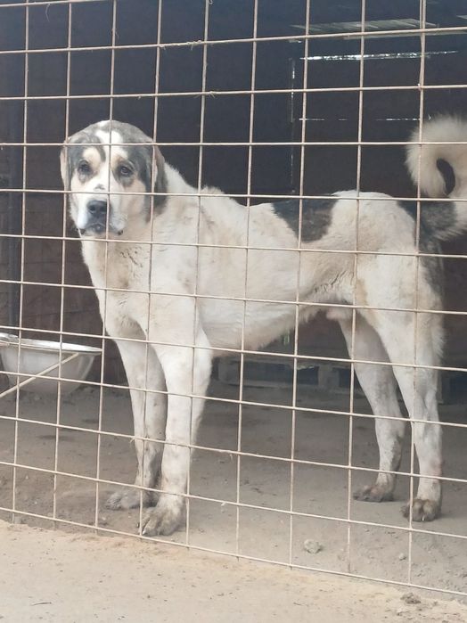 Ciobanesc de asia centrala