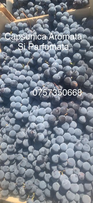 Struguri pentru vin