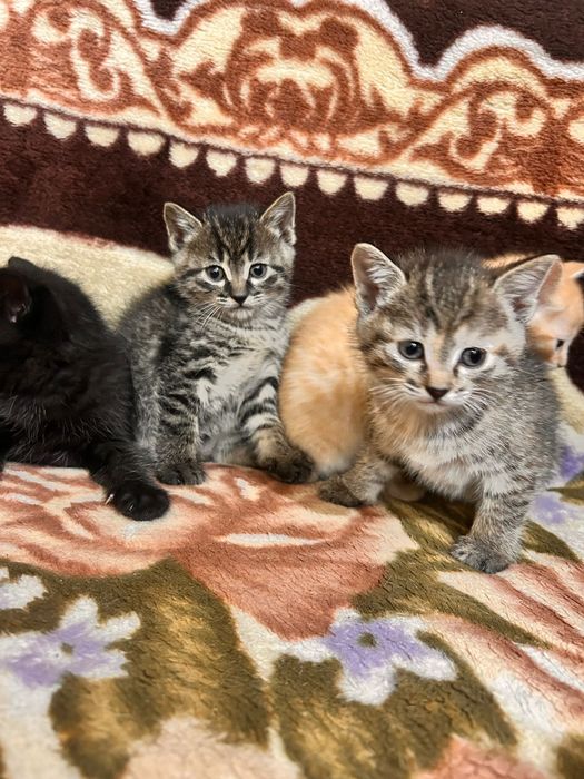 Котята Антидепрессанты)))