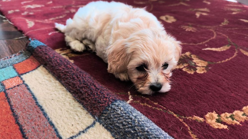 Pui Bichon Maltese, 2 luni, de vânzare