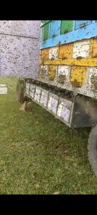 Жантак мёд натуральный