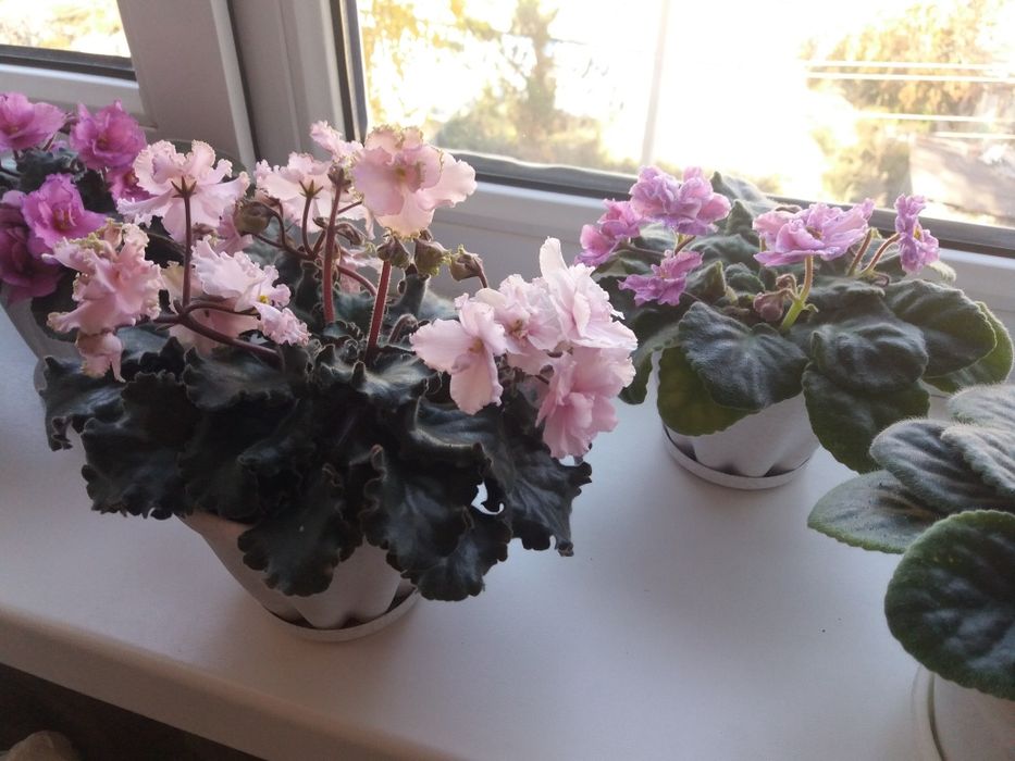 Фиалки сортовые разные